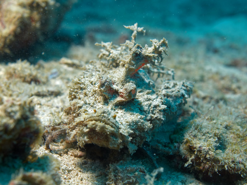 Stone fish